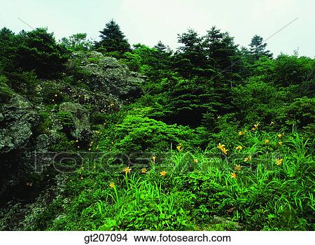 Korea, exterior, day, daytime, daylight, Chiri mountain, Chiri View Large Photo Image Picture - Korea, exterior, day, daytime, daylight, Chiri mountain, Chiri. Fotosearch