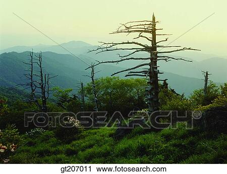 Stock Image - Korea, exterior, day, daytime, daylight, Chiri mountain, Chiri. Fotosearch