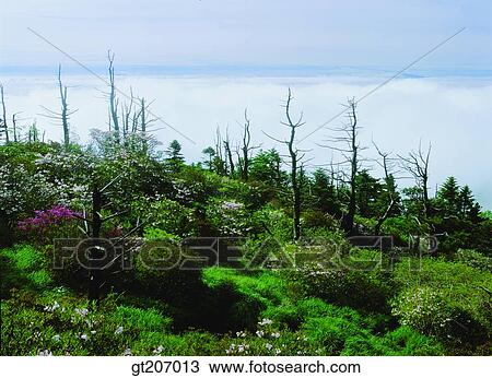 Stock Image - Korea, exterior, day, daytime, daylight, Chiri mountain, Chiri. Fotosearch