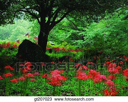 Korea, exterior, day, daytime, daylight, Chiri mountain, Chiri View Large Photo Image Stock Image - Korea, exterior, day, daytime, daylight, Chiri mountain, Chiri. Fotosearch