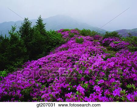 Stock Image - Korea, exterior, day, daytime, daylight, Chiri mountain, Chiri. Fotosearch