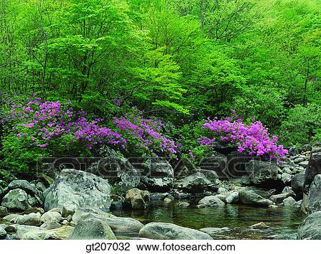 Stock Image - Korea, exterior, day, daytime, daylight, Chiri mountain, Chiri. Fotosearch