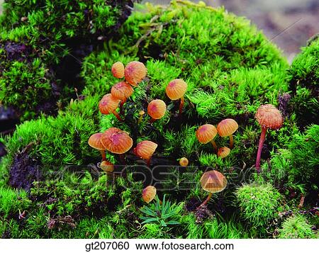 Korea, exterior, day, daytime, daylight, fungus, mushroom View Large Photo Image Stock Image - Korea, exterior, day, daytime, daylight, fungus, mushroom. Fotosearch