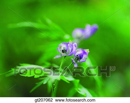 Stock Image - Korea, exterior, day, daytime, daylight, flower, wild flower. Fotosearch