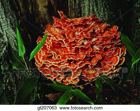 Stock Image - Korea, exterior, day, daytime, daylight, fungus, mushroom. Fotosearch