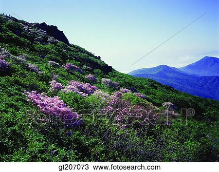 Korea, exterior, day, daytime, daylight, Chiri mountain, Chiri View Large Photo Image Stock Image - Korea, exterior, day, daytime, daylight, Chiri mountain, Chiri. Fotosearch