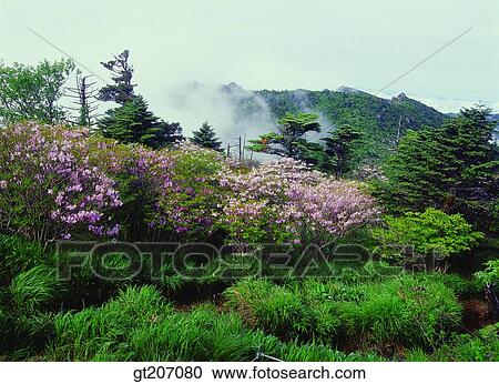 Stock Image - Korea, exterior, day, daytime, daylight, Chiri mountain, Chiri. Fotosearch