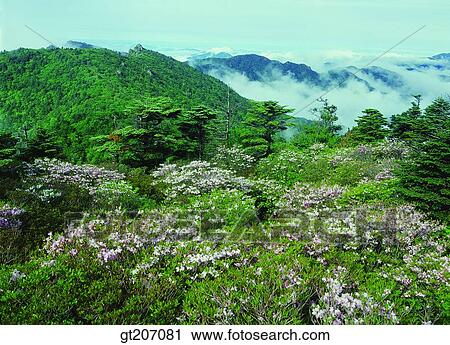 Stock Image - Korea, exterior, day, daytime, daylight, Chiri mountain, Chiri. Fotosearch