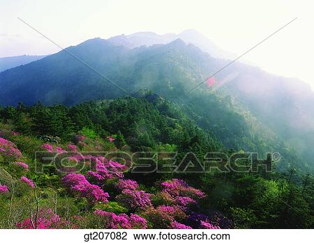 Stock Image - Korea, exterior, day, daytime, daylight, Chiri mountain, Chiri. Fotosearch