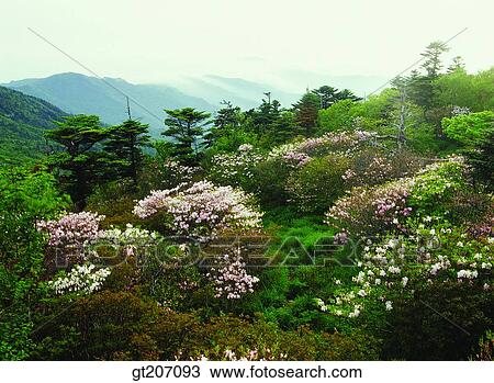 Korea, exterior, day, daytime, daylight, Chiri mountain, Chiri View Large Photo Image Stock Image - Korea, exterior, day, daytime, daylight, Chiri mountain, Chiri. Fotosearch