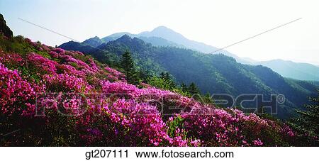 Korea, exterior, day, daytime, daylight, Chiri mountain, Chiri View Large Photo Image Stock Image - Korea, exterior, day, daytime, daylight, Chiri mountain, Chiri. Fotosearch
