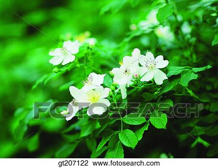 Korea, exterior, day, daytime, daylight, flower, wild flower View Large Photo Image Stock Image - Korea, exterior, day, daytime, daylight, flower, wild flower. Fotosearch