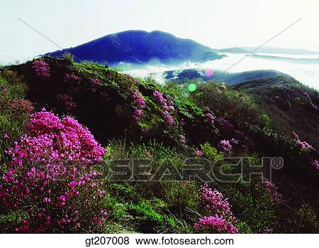Korea, exterior, day, daytime, daylight, Chiri mountain, Chiri View Large Photo Image Stock Photo - Korea, exterior, day, daytime, daylight, Chiri mountain, Chiri. Fotosearch