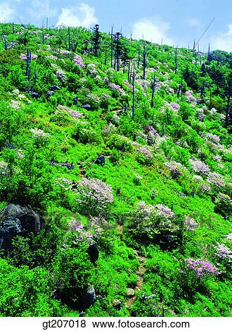 Stock Photo - Korea, exterior, day, daytime, daylight, Chiri mountain, Chiri. Fotosearch