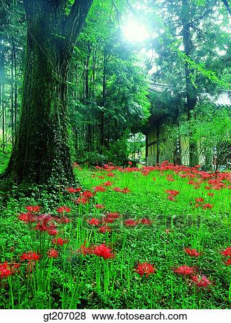Stock Photo - Korea, exterior, day, daytime, daylight, Chiri mountain, Chiri. Fotosearch