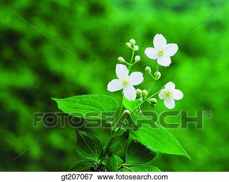 Stock Photo - Korea, exterior, day, daytime, daylight, flower, wild flower. Fotosearch