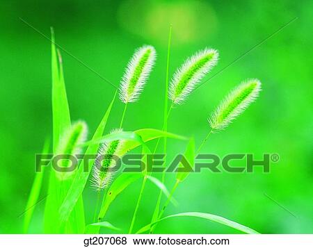 Stock Photo - Korea, exterior, day, daytime, daylight, grass, foxtail. Fotosearch