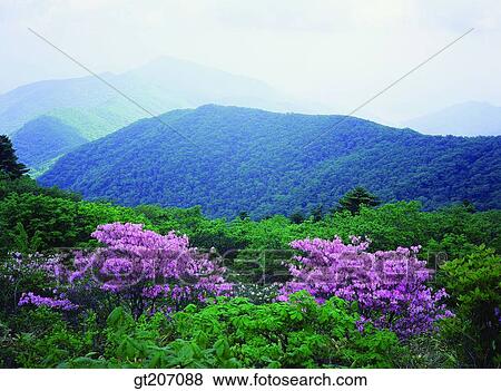 Korea, exterior, day, daytime, daylight, Chiri mountain, Chiri View Large Photo Image Stock Photo - Korea, exterior, day, daytime, daylight, Chiri mountain, Chiri. Fotosearch