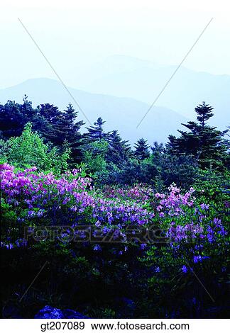 Korea, exterior, day, daytime, daylight, Chiri mountain, Chiri View Large Photo Image Stock Photo - Korea, exterior, day, daytime, daylight, Chiri mountain, Chiri. Fotosearch