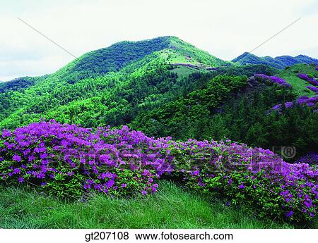 Stock Photo - Korea, exterior, day, daytime, daylight, Chiri mountain, Chiri. Fotosearch