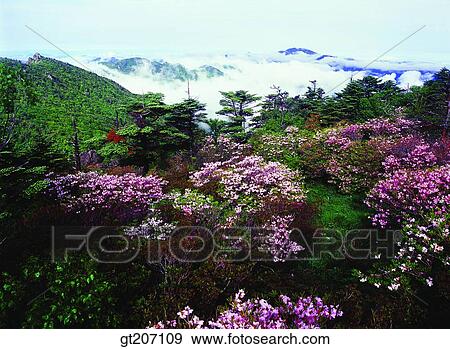 Korea, exterior, day, daytime, daylight, Chiri mountain, Chiri View Large Photo Image Stock Photo - Korea, exterior, day, daytime, daylight, Chiri mountain, Chiri. Fotosearch