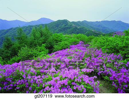 Korea, exterior, day, daytime, daylight, Chiri mountain, Chiri View Large Photo Image Stock Photo - Korea, exterior, day, daytime, daylight, Chiri mountain, Chiri. Fotosearch
