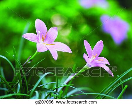 Korea, exterior, day, daytime, daylight, flower, wild flower View Large Photo Image Stock Photograph - Korea, exterior, day, daytime, daylight, flower, wild flower. Fotosearch