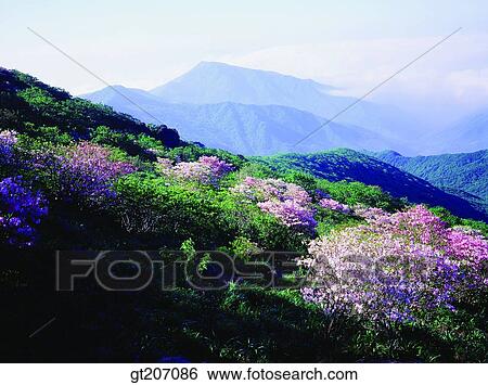 Korea, exterior, day, daytime, daylight, Chiri mountain, Chiri View Large Photo Image Stock Photograph - Korea, exterior, day, daytime, daylight, Chiri mountain, Chiri. Fotosearch