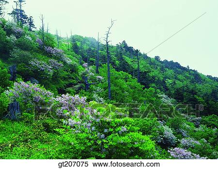 Korea, exterior, day, daytime, daylight, Chiri mountain, Chiri View Large Photo Image Stock Photography - Korea, exterior, day, daytime, daylight, Chiri mountain, Chiri. Fotosearch