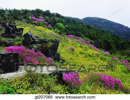 Korea, exterior, day, daytime, daylight, Chiri mountain, Chiri View Large Photo Image Stock Photography - Korea, exterior, day, daytime, daylight, Chiri mountain, Chiri. Fotosearch