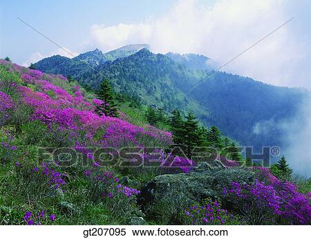Stock Photography - Korea, exterior, day, daytime, daylight, Chiri mountain, Chiri. Fotosearch
