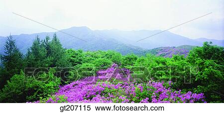 Korea, exterior, day, daytime, daylight, Chiri mountain, Chiri View Large Photo Image Stock Photography - Korea, exterior, day, daytime, daylight, Chiri mountain, Chiri. Fotosearch