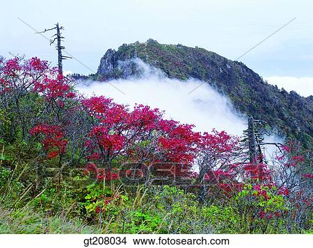 Picture - Korea, nature, landscape, scenery, scene, Jiri mountain, Jiri. Fotosearch