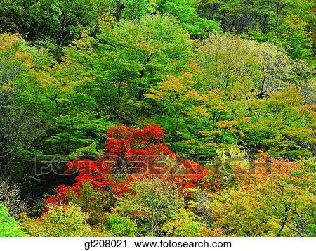 Korea, nature, landscape, scenery, scene, Jiri mountain, Jiri View Large Photo Image Stock Image - Korea, nature, landscape, scenery, scene, Jiri mountain, Jiri. Fotosearch