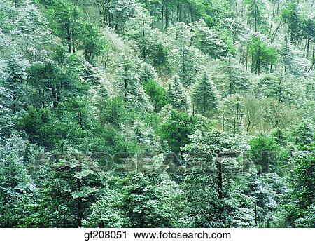 Korea, nature, landscape, scenery, scene, Jiri mountain, Jiri View Large Photo Image Stock Image - Korea, nature, landscape, scenery, scene, Jiri mountain, Jiri. Fotosearch