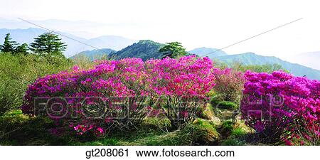 Korea, nature, landscape, scenery, scene, Jiri mountain, Jiri View Large Photo Image Stock Image - Korea, nature, landscape, scenery, scene, Jiri mountain, Jiri. Fotosearch