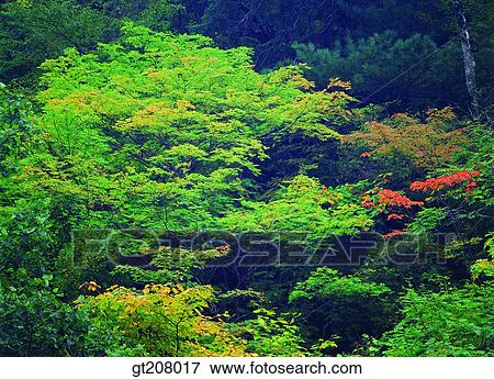 Stock Photo - Korea, nature, landscape, scenery, scene, Jiri mountain, Jiri. Fotosearch