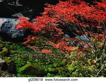 Stock Photo - Korea, nature, landscape, scenery, scene, Jiri mountain, Jiri. Fotosearch