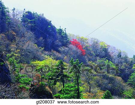 Stock Photo - Korea, nature, landscape, scenery, scene, Jiri mountain, Jiri. Fotosearch