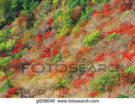 Korea, nature, landscape, scenery, scene, Jiri mountain, Jiri View Large Photo Image Stock Photo - Korea, nature, landscape, scenery, scene, Jiri mountain, Jiri. Fotosearch