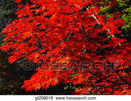 Korea, nature, landscape, scenery, scene, Jiri mountain, Jiri View Large Photo Image Stock Photograph - Korea, nature, landscape, scenery, scene, Jiri mountain, Jiri. Fotosearch