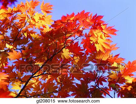 Korea, nature, landscape, scenery, scene, Jiri mountain, Jiri View Large Photo Image Stock Photography - Korea, nature, landscape, scenery, scene, Jiri mountain, Jiri. Fotosearch