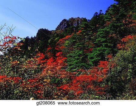 Korea, nature, landscape, scenery, scene, Jiri mountain, Jiri View Large Photo Image Stock Photography - Korea, nature, landscape, scenery, scene, Jiri mountain, Jiri. Fotosearch