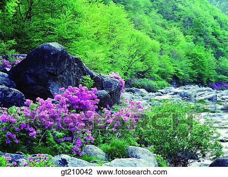 韓国 現場 景色 風景 谷 山 花 ストックイメージ Gt Fotosearch