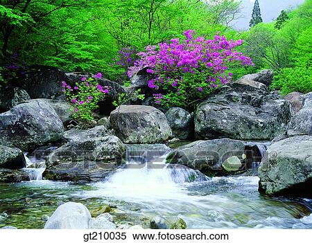 韓国 現場 景色 風景 谷 山 花 ストックフォト 写真素材 Gt Fotosearch