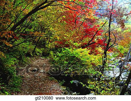 Korea, mountain, tree, fallen leaves, dead leaves, red leaves, fall View Large Photo Image Stock Image - Korea, mountain, tree, fallen leaves, dead leaves, red leaves, fall. Fotosearch