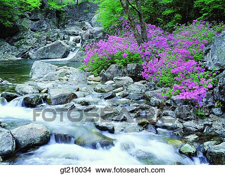 Korea, scene, scenery, landscape, valley, mountain, flower View Large Photo Image Picture - Korea, scene, scenery, landscape, valley, mountain, flower. Fotosearch