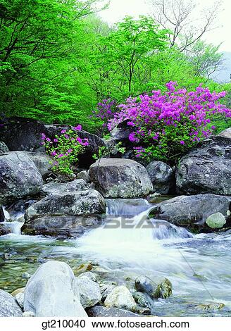 Korea, scene, scenery, landscape, valley, mountain, flower View Large Photo Image Stock Image - Korea, scene, scenery, landscape, valley, mountain, flower. Fotosearch