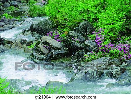 Korea, scene, scenery, landscape, valley, mountain, flower View Large Photo Image Stock Image - Korea, scene, scenery, landscape, valley, mountain, flower. Fotosearch