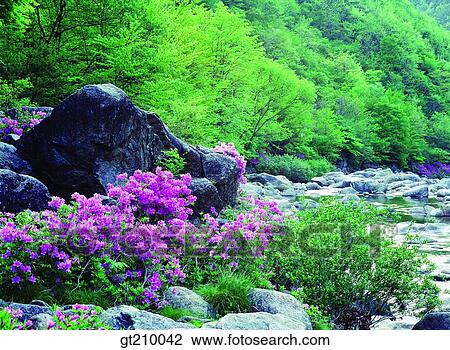 Korea, scene, scenery, landscape, valley, mountain, flower View Large Photo Image Stock Image - Korea, scene, scenery, landscape, valley, mountain, flower. Fotosearch